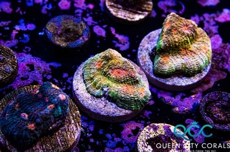 chalice coral for sale|chalice coral growth rate.